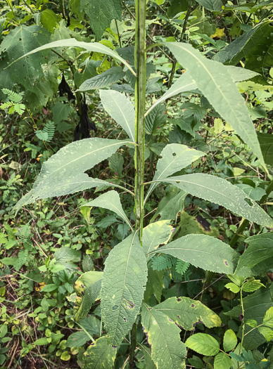 image of Verbesina walteri, Walter's Wingstem, Carolina Crownbeard, Walter's Crownbeard