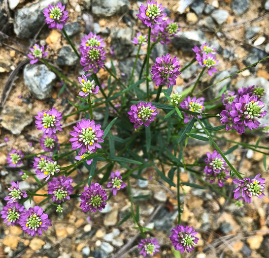 image of Polygala curtissii, Curtiss's Milkwort, Appalachian Milkwort