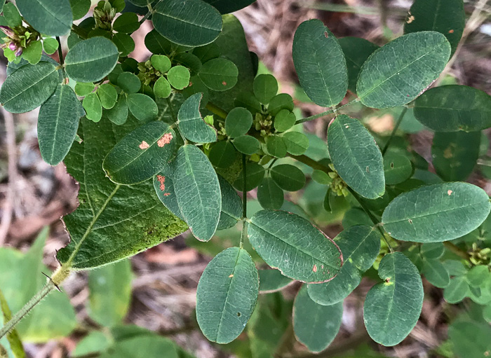 image of Lespedeza violacea, Wand Lespedeza, Wandlike Bush-clover, Violet Bush-clover