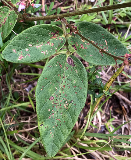 image of Desmodium obtusum, Stiff Tick-trefoil