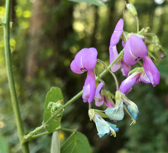 image of Desmodium canescens, Hoary Tick-trefoil