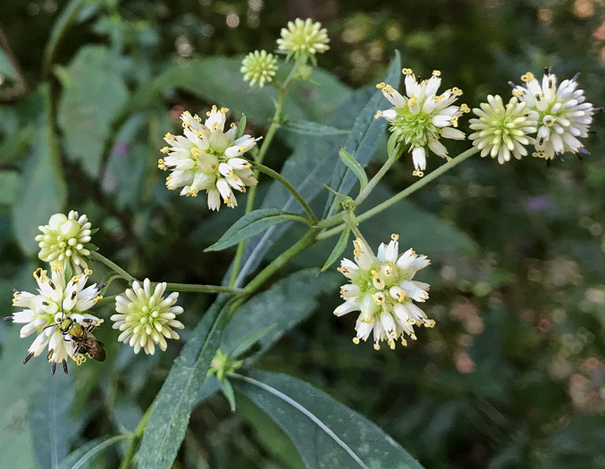 image of Verbesina walteri, Walter's Wingstem, Carolina Crownbeard, Walter's Crownbeard