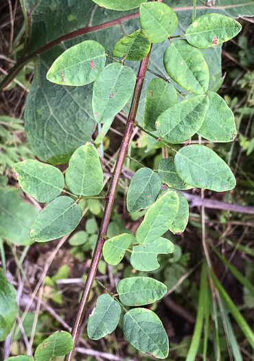 Desmodium marilandicum, Smooth Small-leaf Tick-trefoil, Maryland Tick-trefoil