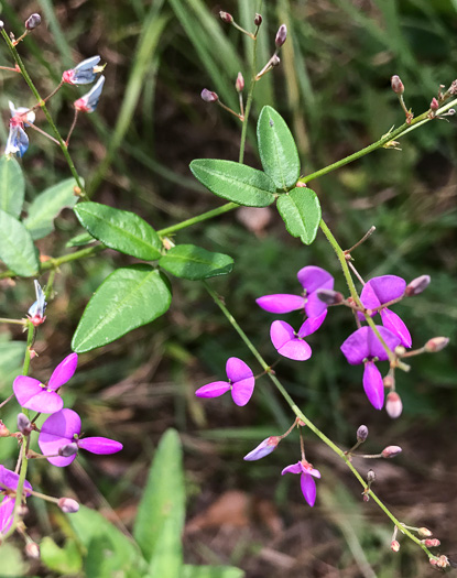 image of Desmodium paniculatum var. paniculatum, Panicled Tick-trefoil