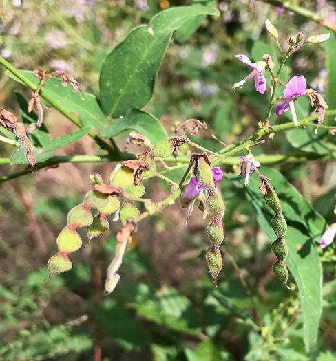 Desmodium glabellum, Tall Tick-trefoil, Dillen's Tick-trefoil