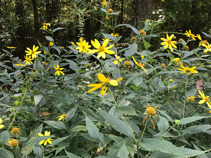 image of Helianthus strumosus, Roughleaf Sunflower, Paleleaf Woodland Sunflower, Paleleaf Sunflower