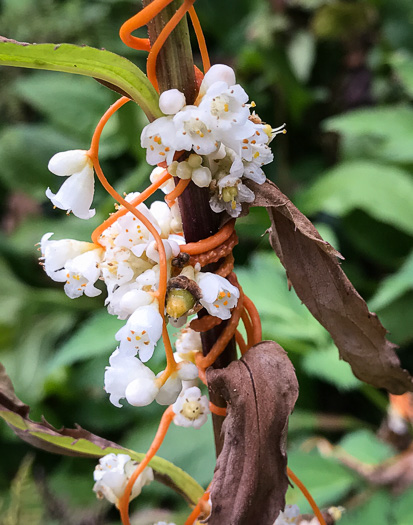 image of Cuscuta rostrata, Appalachian Dodder, Beaked Dodder