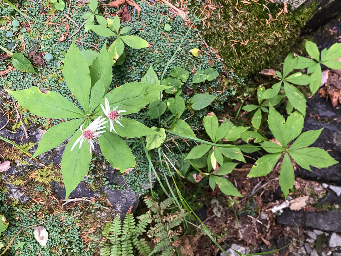 image of Oclemena acuminata, Whorled Nodding-aster, Whorled Wood-aster, Whorled Aster, Floral Wood Aster