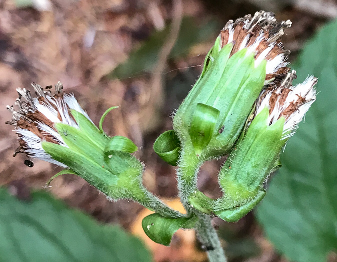 image of Rugelia nudicaulis, Rugel's Ragwort, Rugelia, Rugel's Indian-plantain