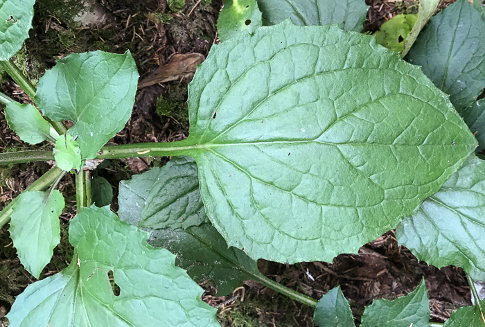 image of Rugelia nudicaulis, Rugel's Ragwort, Rugelia, Rugel's Indian-plantain