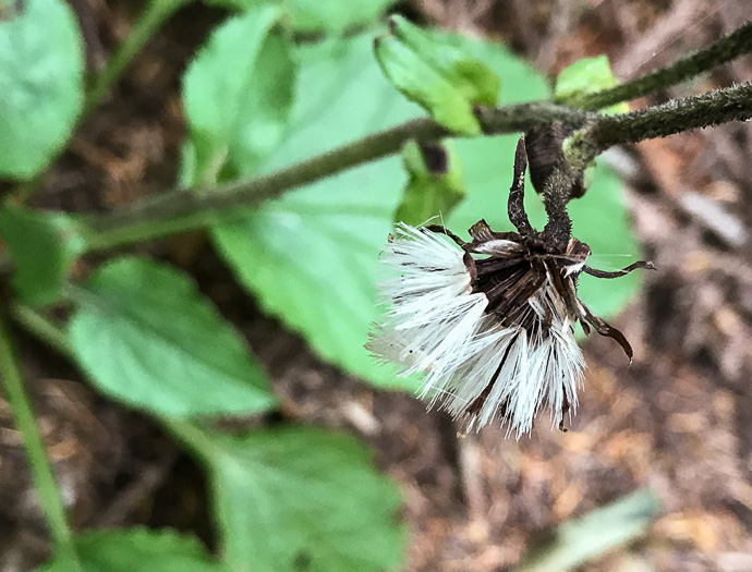 image of Rugelia nudicaulis, Rugel's Ragwort, Rugelia, Rugel's Indian-plantain