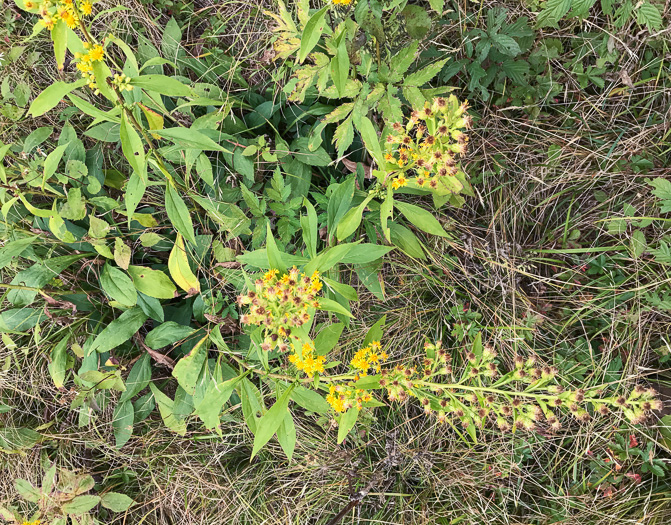 image of Solidago glomerata, Skunk Goldenrod, Clustered Goldenrod