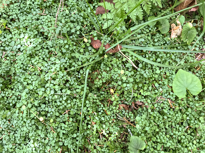 image of Houstonia serpyllifolia, Thymeleaf Bluet, Appalachian Bluet, Prostrate Bluet, Marsh Bluet