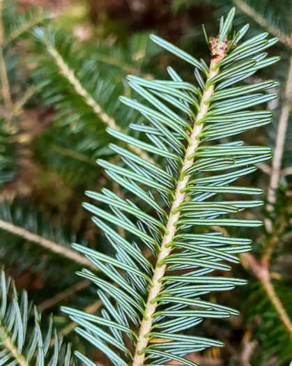 image of Abies fraseri, Fraser Fir, She Balsam, Southern Balsam