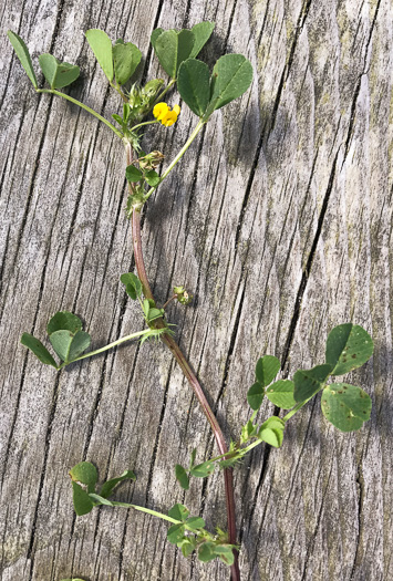 image of Medicago polymorpha, Toothed Medick, Smooth Bur-clover