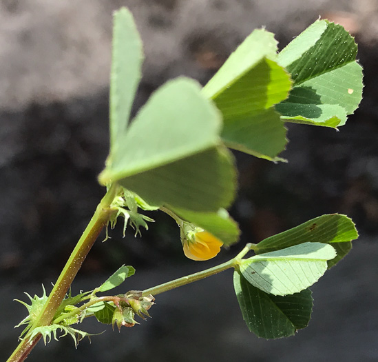 image of Medicago polymorpha, Toothed Medick, Smooth Bur-clover