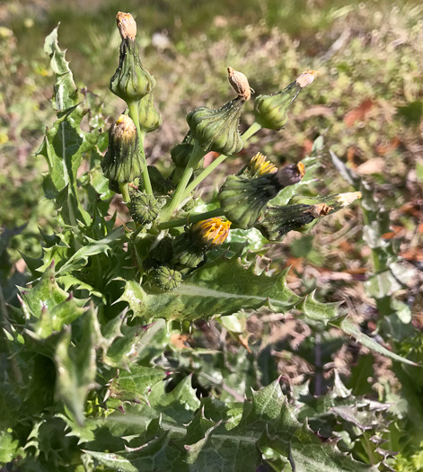 image of Sonchus asper, Prickly Sowthistle, Spiny-leaf Sowthistle