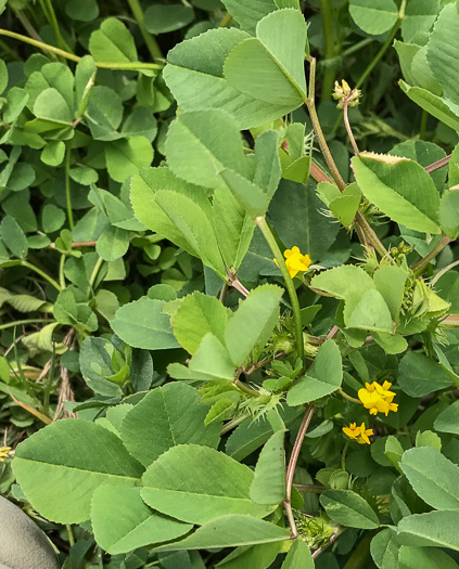 image of Medicago polymorpha, Toothed Medick, Smooth Bur-clover