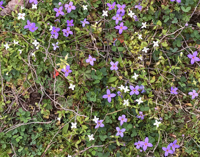 image of Houstonia pusilla, Tiny Bluet, Small Bluet