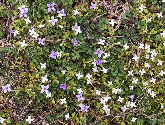 image of Houstonia micrantha, Southern Bluet