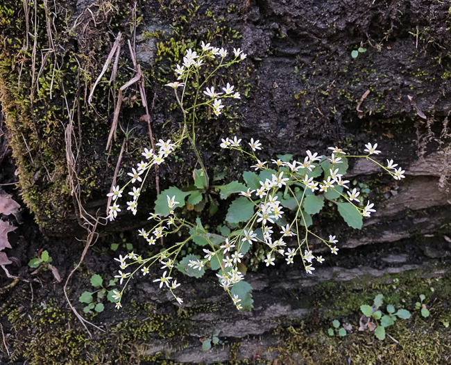 image of Micranthes virginiensis, Early Saxifrage