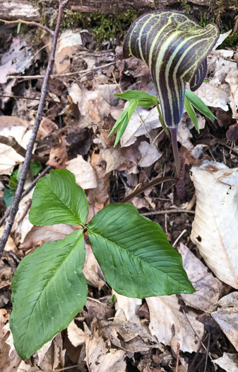 image of Arisaema triphyllum, Common Jack-in-the-Pulpit, Indian Turnip