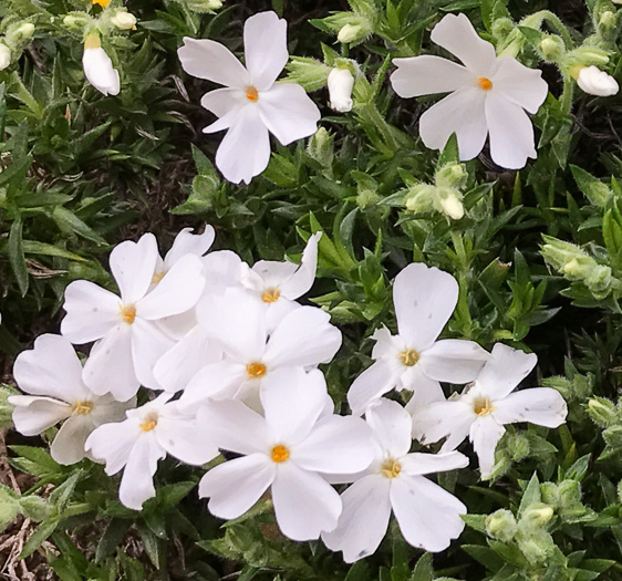 image of Phlox subulata, Moss Phlox, Mountain-pink, "Thrift"