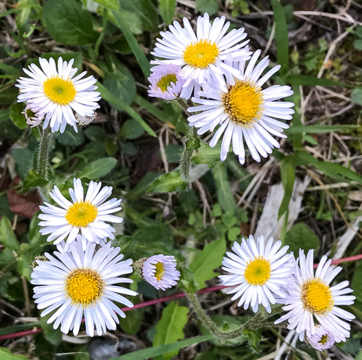 image of Erigeron pulchellus var. pulchellus, Robin's Plantain