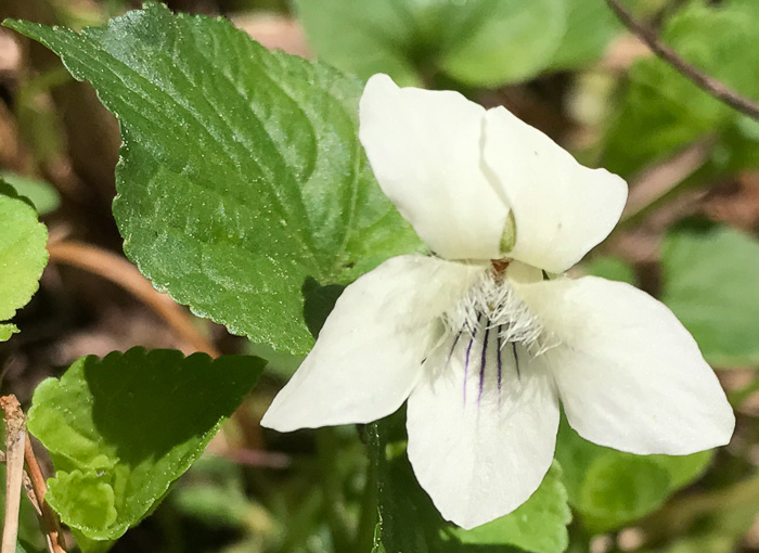 image of Viola striata, Pale Violet, Creamy Violet, Striped Cream Violet