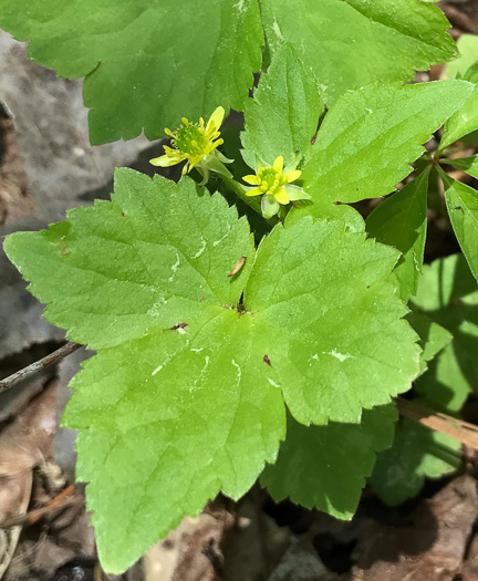 image of Ranunculus recurvatus var. recurvatus, Hooked Buttercup, Hooked Crowfoot