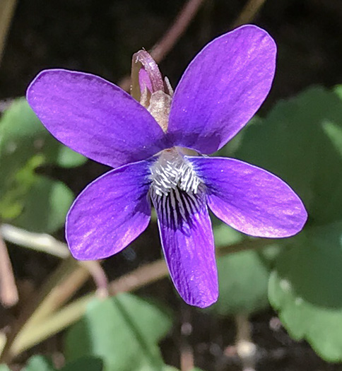 image of Viola palmata var. palmata, Wood Violet, Southern Three-lobed Violet