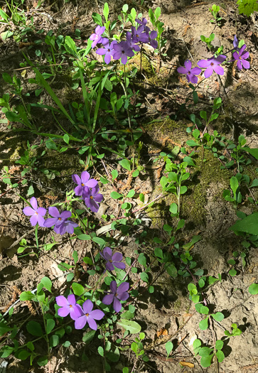 image of Phlox stolonifera, Creeping Phlox