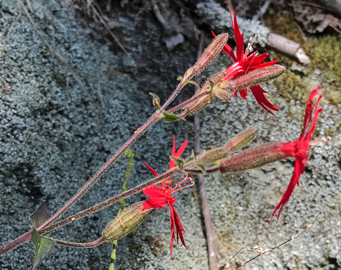 image of Silene virginica var. virginica, Fire-pink