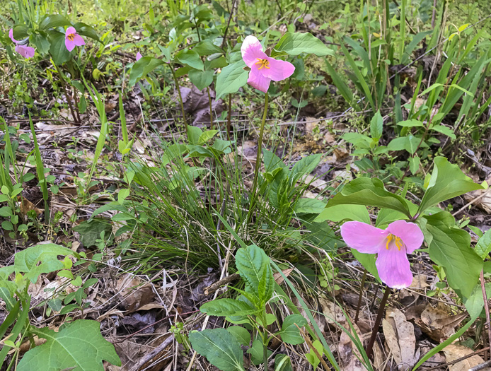 image of Trillium catesbyi, Catesby's Trillium, Rosy Wake-robin, Bashful Trillium, Rose Trillium