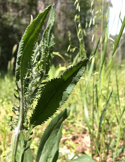 image of Packera anonyma, Small's Ragwort, Squaw-weed, Appalachian Ragwort