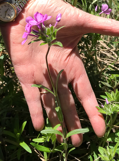 image of Phlox amoena, Hairy Phlox, Chalice Phlox