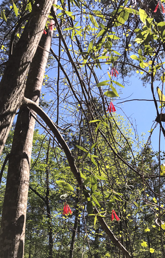 image of Lonicera sempervirens, Coral Honeysuckle, Trumpet Honeysuckle, Scarlet Honeysuckle, Woodbine