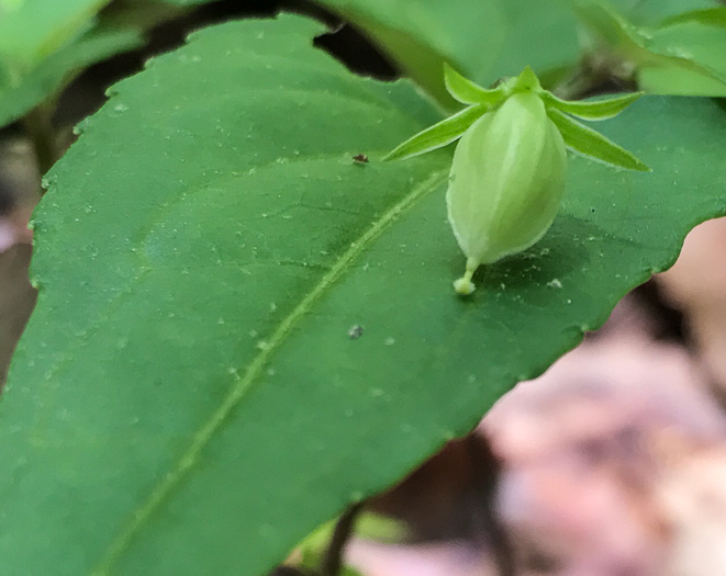 image of Viola hastata, Halberdleaf Violet, Halberdleaf Yellow Violet, Spearleaf Violet, Silverleaf Violet