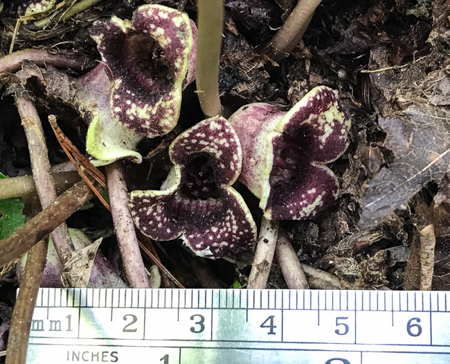 image of Hexastylis heterophylla, Variable-leaf Heartleaf