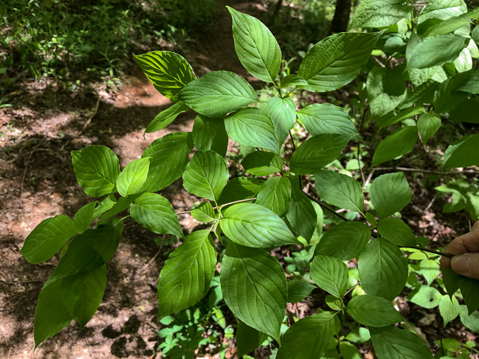 image of Swida alternifolia, Alternate-leaf Dogwood, Pagoda Dogwood, Pagoda Cornel