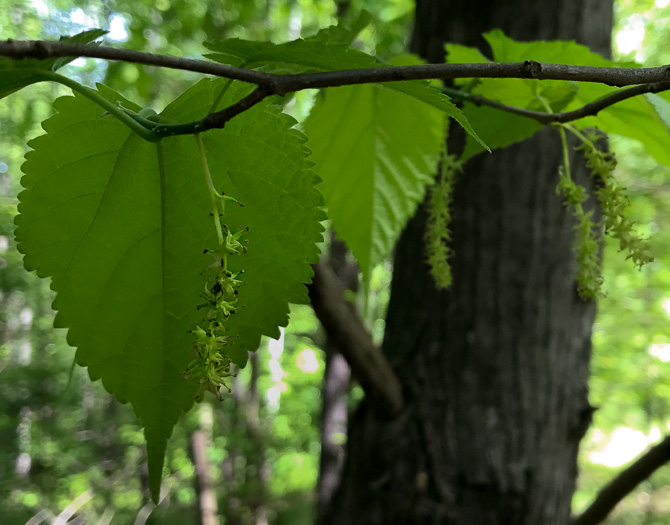 image of Morus rubra, Red Mulberry