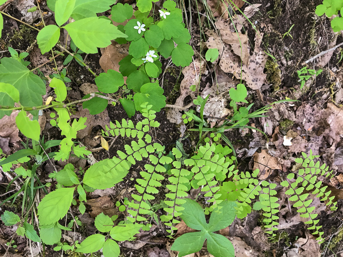 image of Adiantum pedatum, Northern Maidenhair Fern