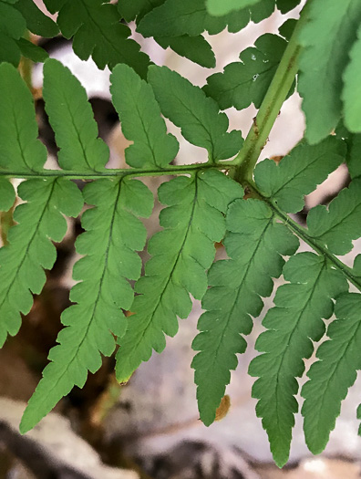 image of Dryopteris marginalis, Marginal Woodfern, Marginal Shield-fern