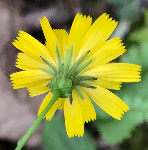 image of Hieracium venosum, Rattlesnake Hawkweed, Rattlesnake Weed, Veiny Hawkweed