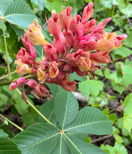 image of Aesculus sylvatica, Painted Buckeye