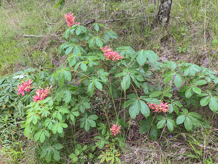 image of Aesculus sylvatica, Painted Buckeye