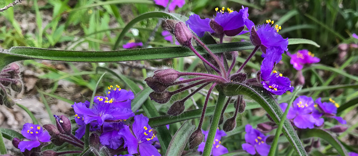 image of Tradescantia hirsuticaulis, Hairy Spiderwort