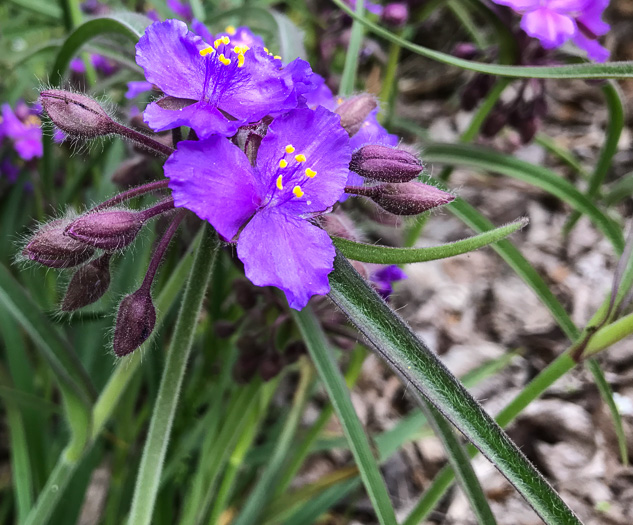 image of Tradescantia hirsuticaulis, Hairy Spiderwort