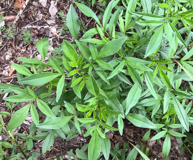 image of Coreopsis sp. [Glassy Mtn HP], a puzzling Coreopsis [Glassy Mtn HP]