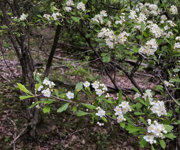 image of Crataegus spathulata, Littlehip Hawthorn, Spatulate Haw